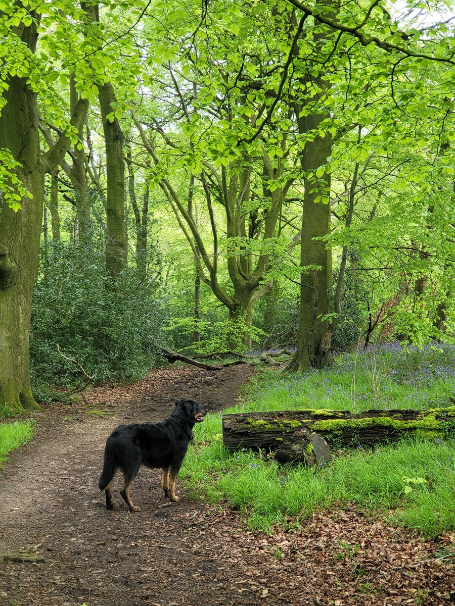 I love this time of year - everything is smooth green #dogwalking