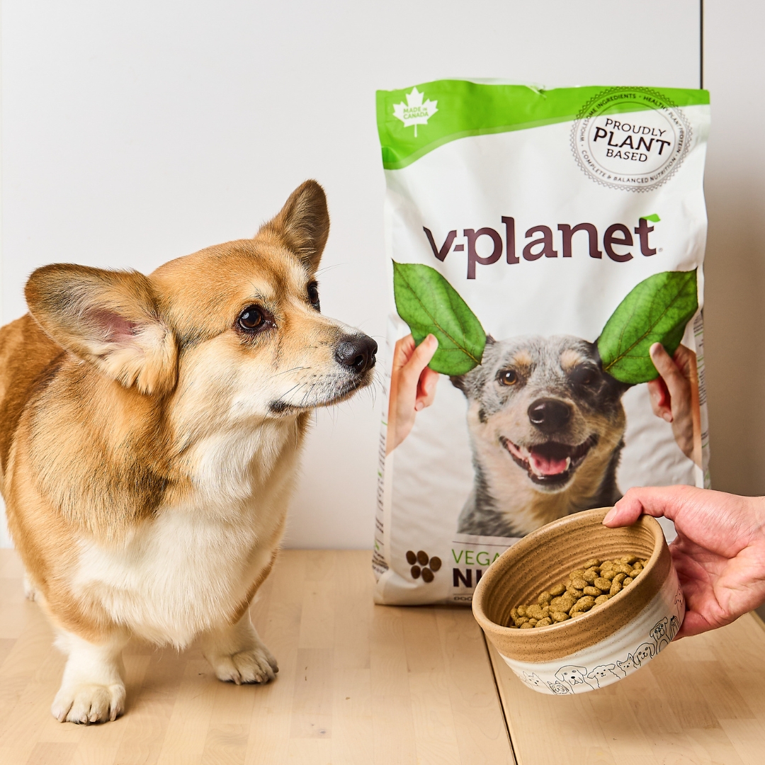 Lucas the Corgi's dinner game is strong with V-Planet! 🐾🌿 

Who says vegan meals can't be paw-some? Lucas devours his plant-powered goodness like a true champ! 🌟 

#AnythingVeganAus #VPlanet #VeganDogFood 
#Corgi #VeganAustralia #PetFood #VeganDog