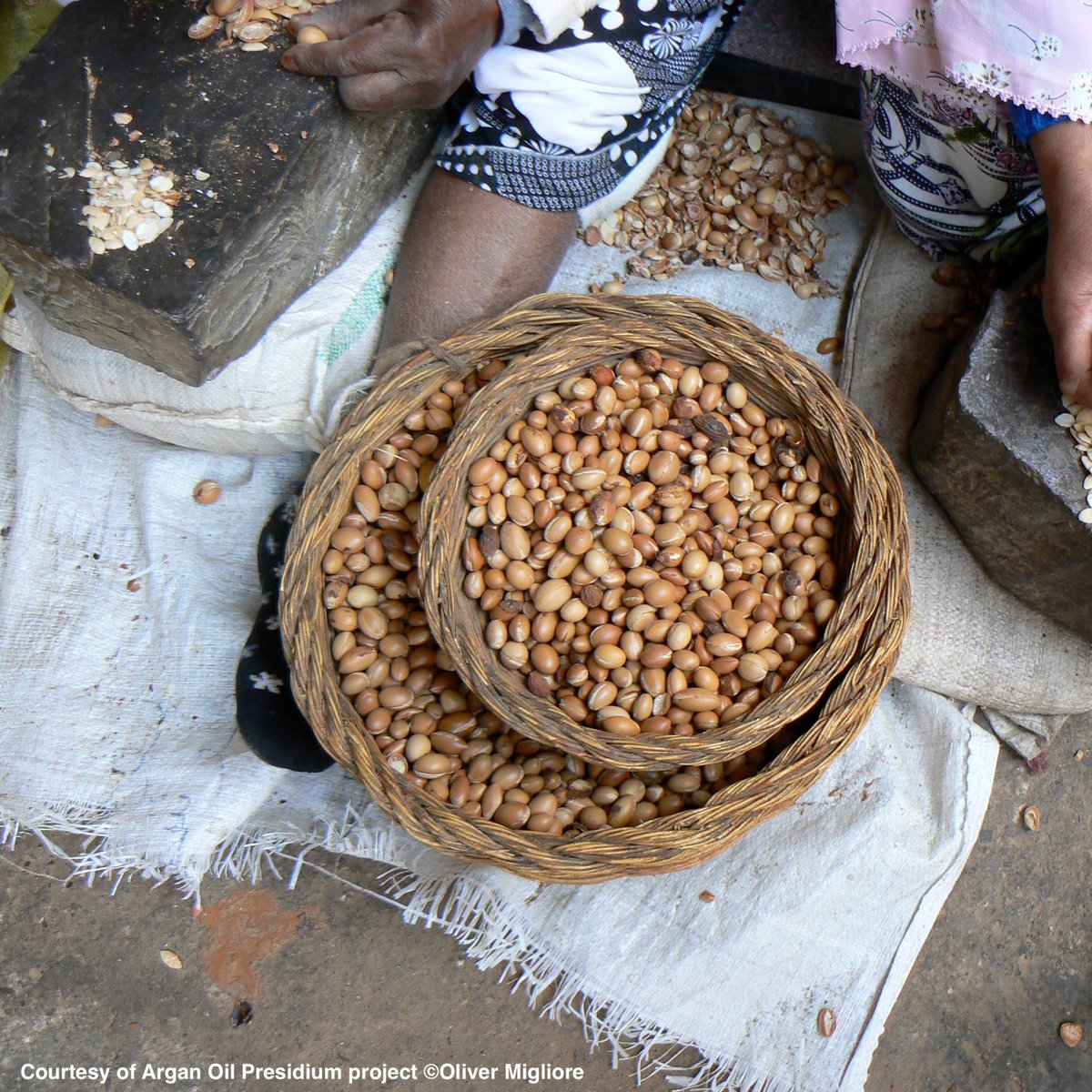 Today is #ArganiaDay! The Argan tree 🌳and its landscapes contribute to food security, nutrition, income generation and, more generally, the livelihoods of rural communities. Check out the @FAO #AGROVOC definition in more than 30 languages👇👏 agrovoc.fao.org/browse/agrovoc…