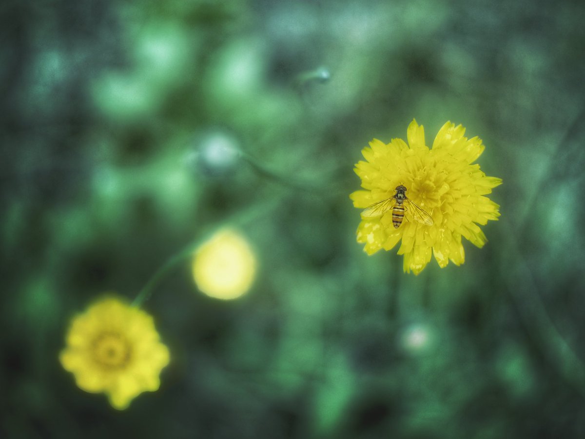 ［silent time］something yellow

#gardenphotography
