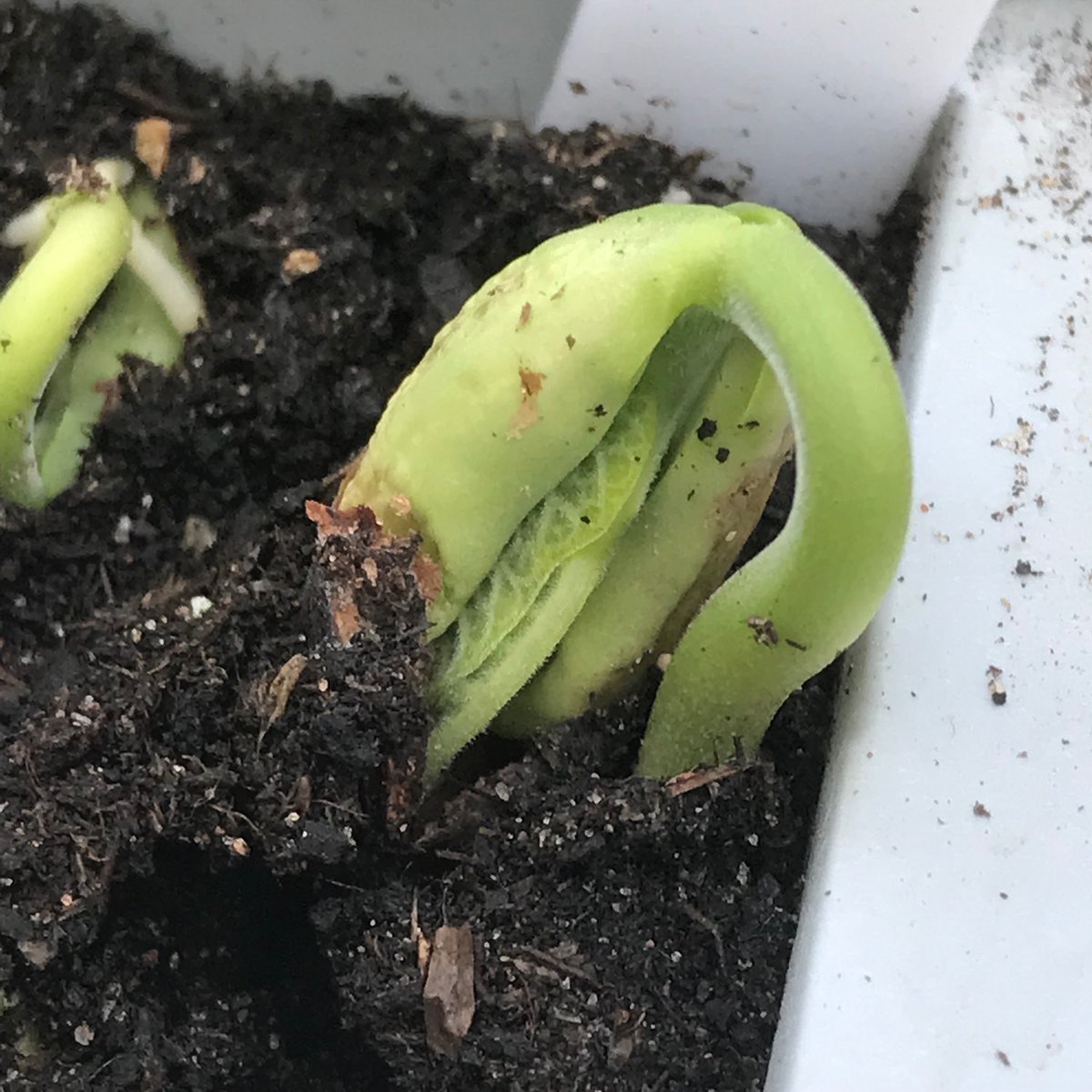 oh, hello little bean 🤗👋🏼 #GrowYourOwn #beans #seedlings #Kilmacolm #CommunityGrowing