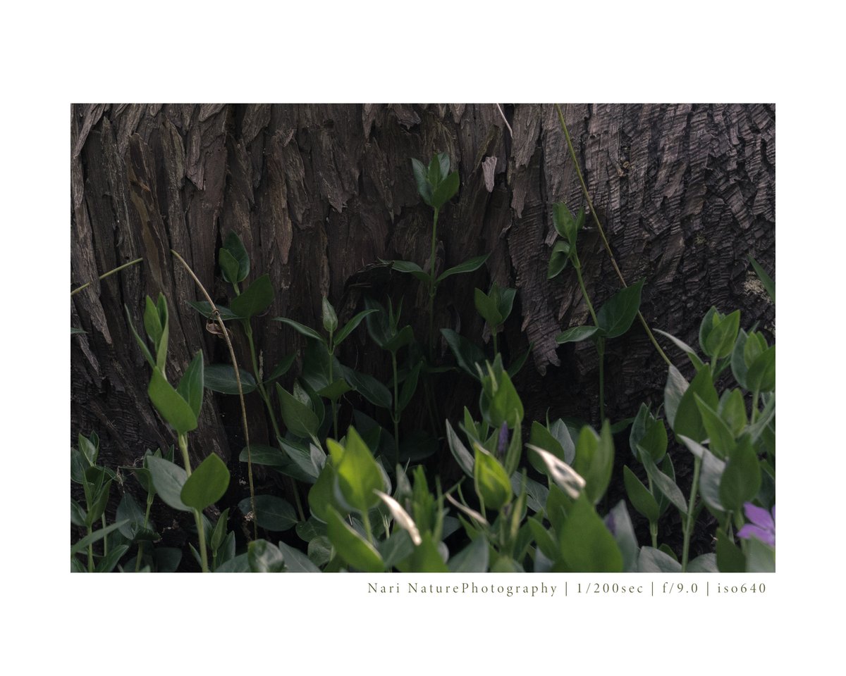 #NaturePhotography 

Plants