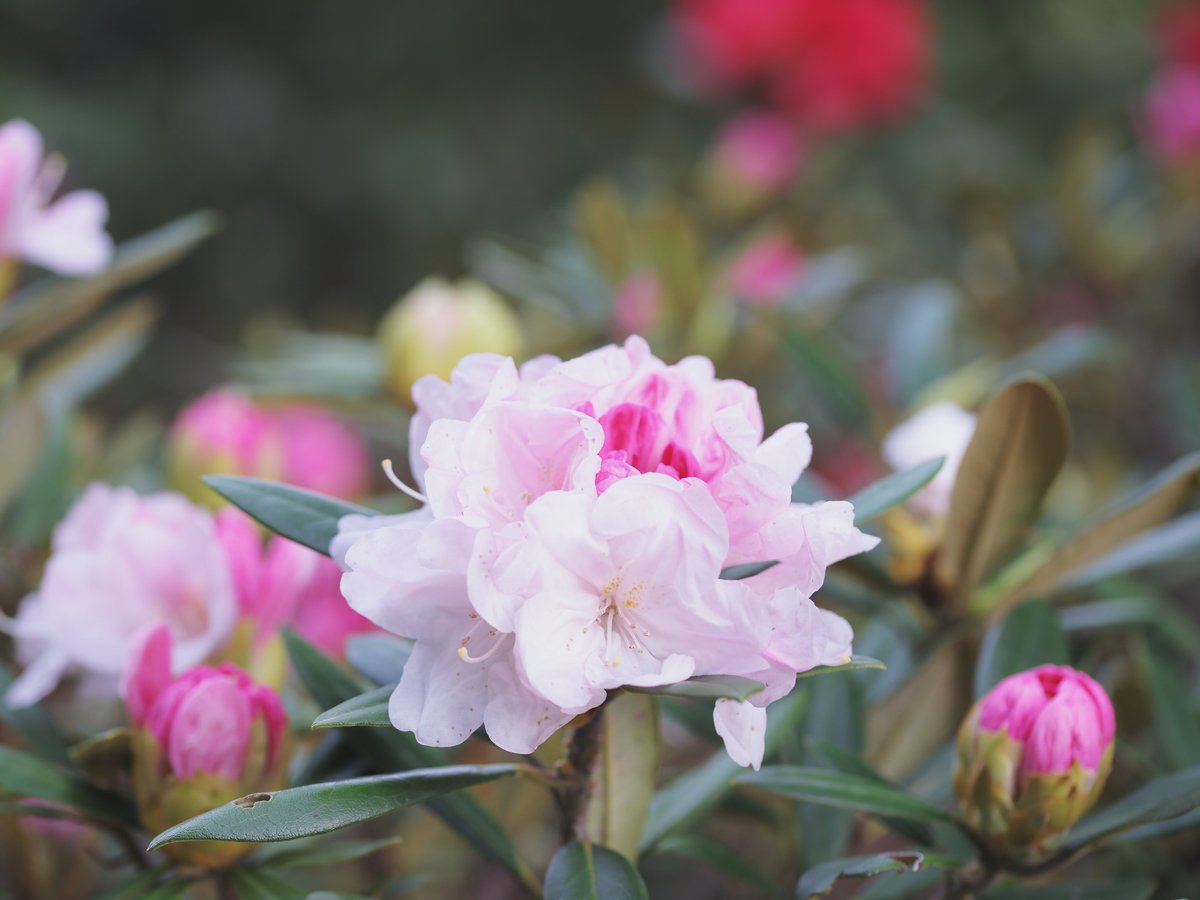 おはようございます。石楠花。蕾の方が色が濃くって混ざっていると美しいです。かき氷の様です笑。石楠花の欠点は葉っぱに虫食いが多いことです。ポートレートなら逐一触っています。お花写真は撮って出しを旨としております笑。良い火曜日を。#TLを花でいっぱいにしよう #flowerphotography