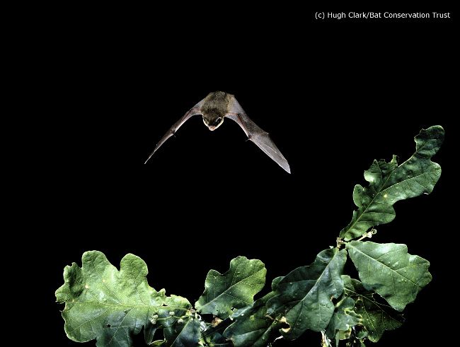 Did you know bats use natural features like hedgerows and rivers to navigate and protect themselves? These landmarks help them find their way during night flights. #NationalHedgerowWeek