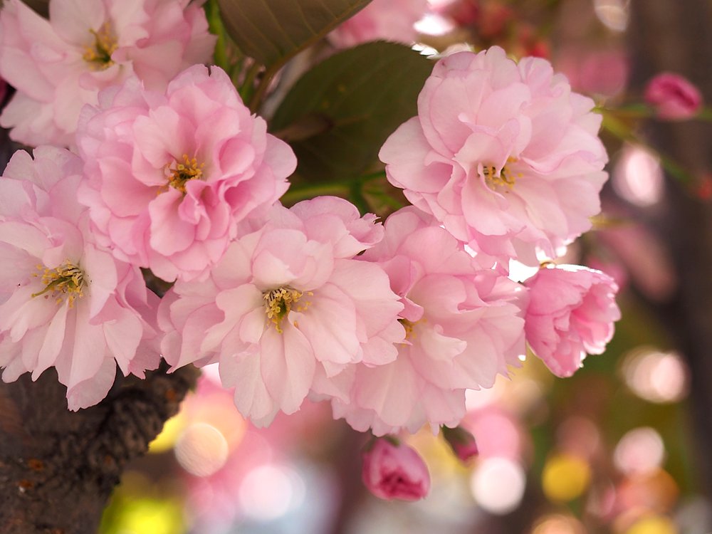 近所の八重桜並木が満開。
ソメイヨシノの花びらは５枚。
八重桜の花びらの枚数は決まっていないんだって。
そうか、だからふっくらしてるんだね。