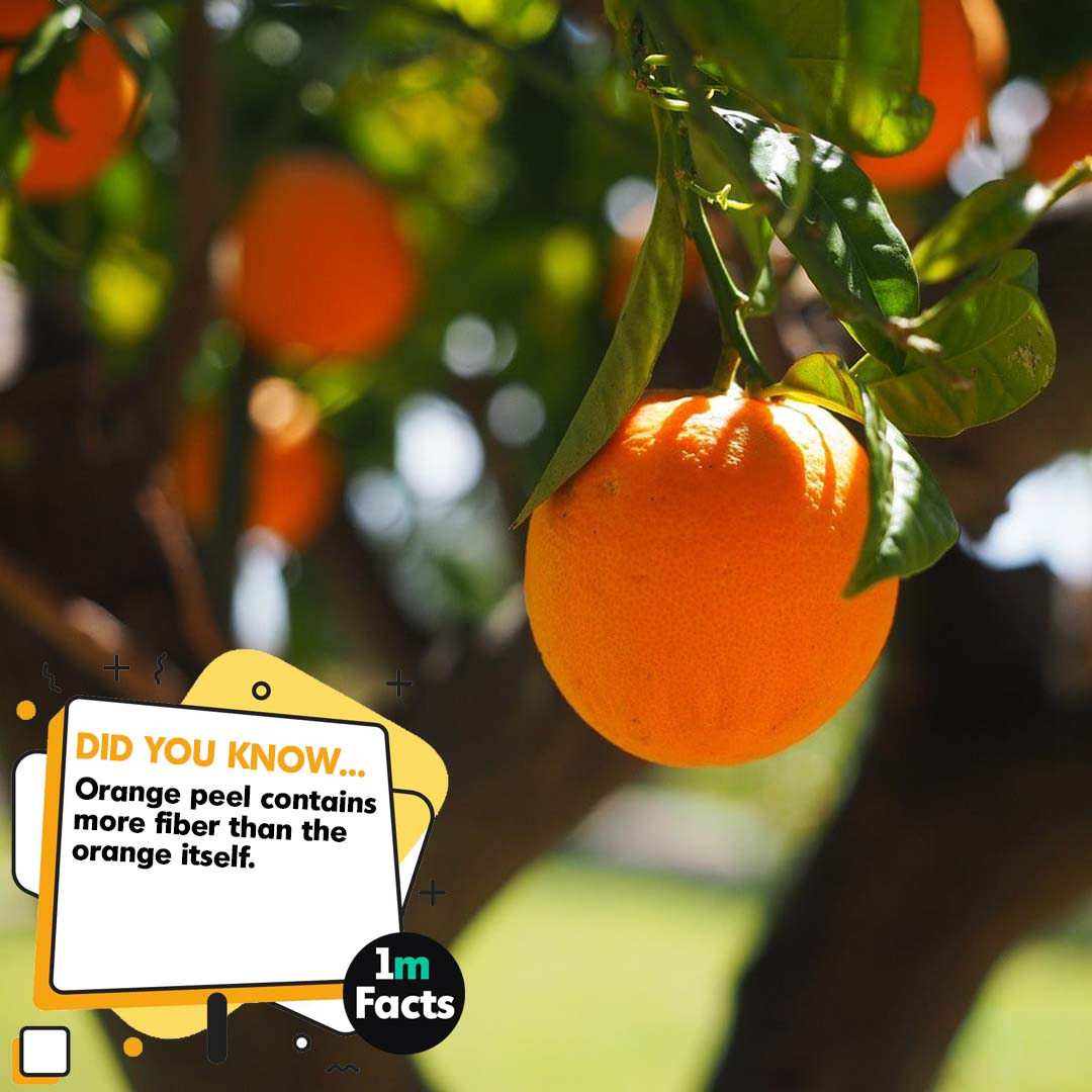 The Ultimate Guide to Oranges: 50 Facts You Need to Know
1mfacts.com/the-ultimate-g…
#orangeobsession #citrusdelight #zestygoodness #orangehues #juicyfruit #orangevibes #tangytreat #orangesgalore #sunkissedorange #vitamincboost