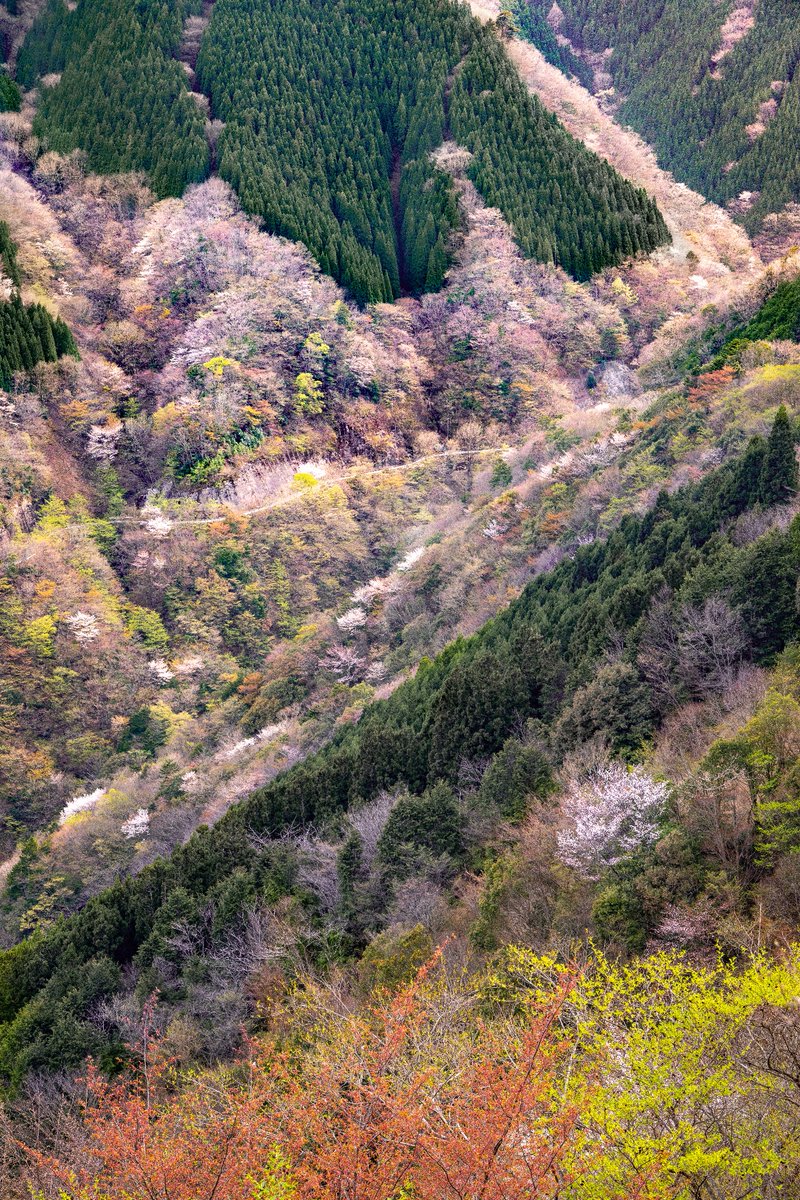 春の大自然に色づく山桜パレット