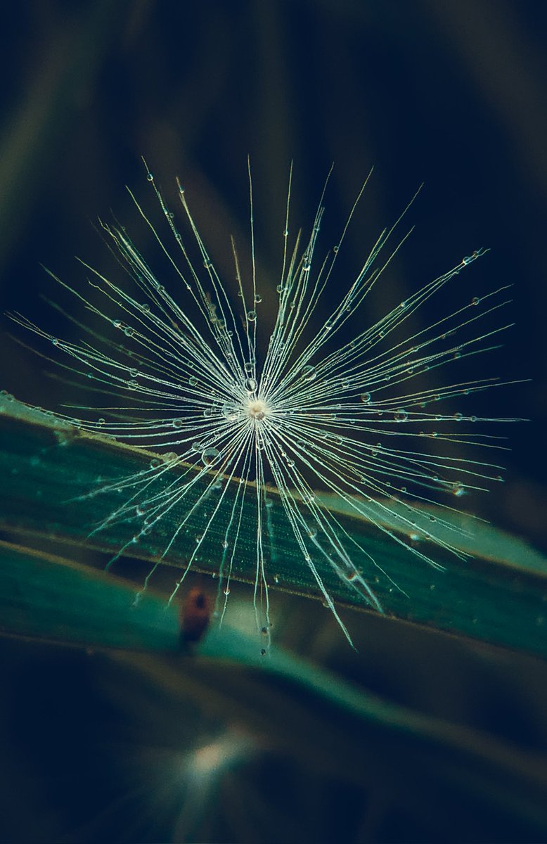 A single wish in each dandelion seed
#macro #nature #photography