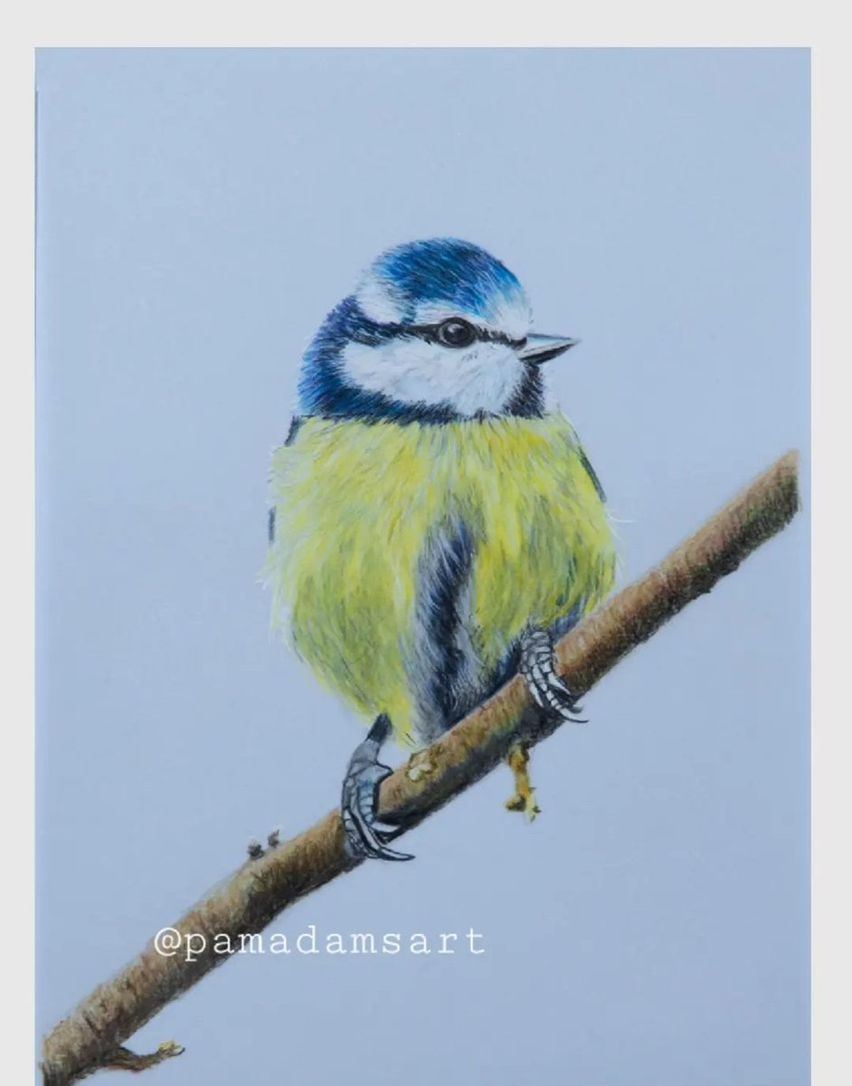 Coloured pencil bluetit.
Prints available from my Etsy shop
pamadamsart.etsy.com
#bluetit #birdart