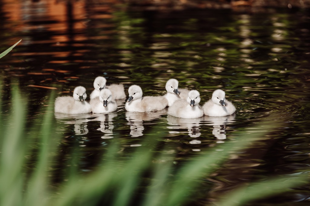 We welcomed some new arrivals to The Moat this weekend… 🦢

📸 Samantha Lowe Photography

#MoatHouseActonTrussell #Stafford