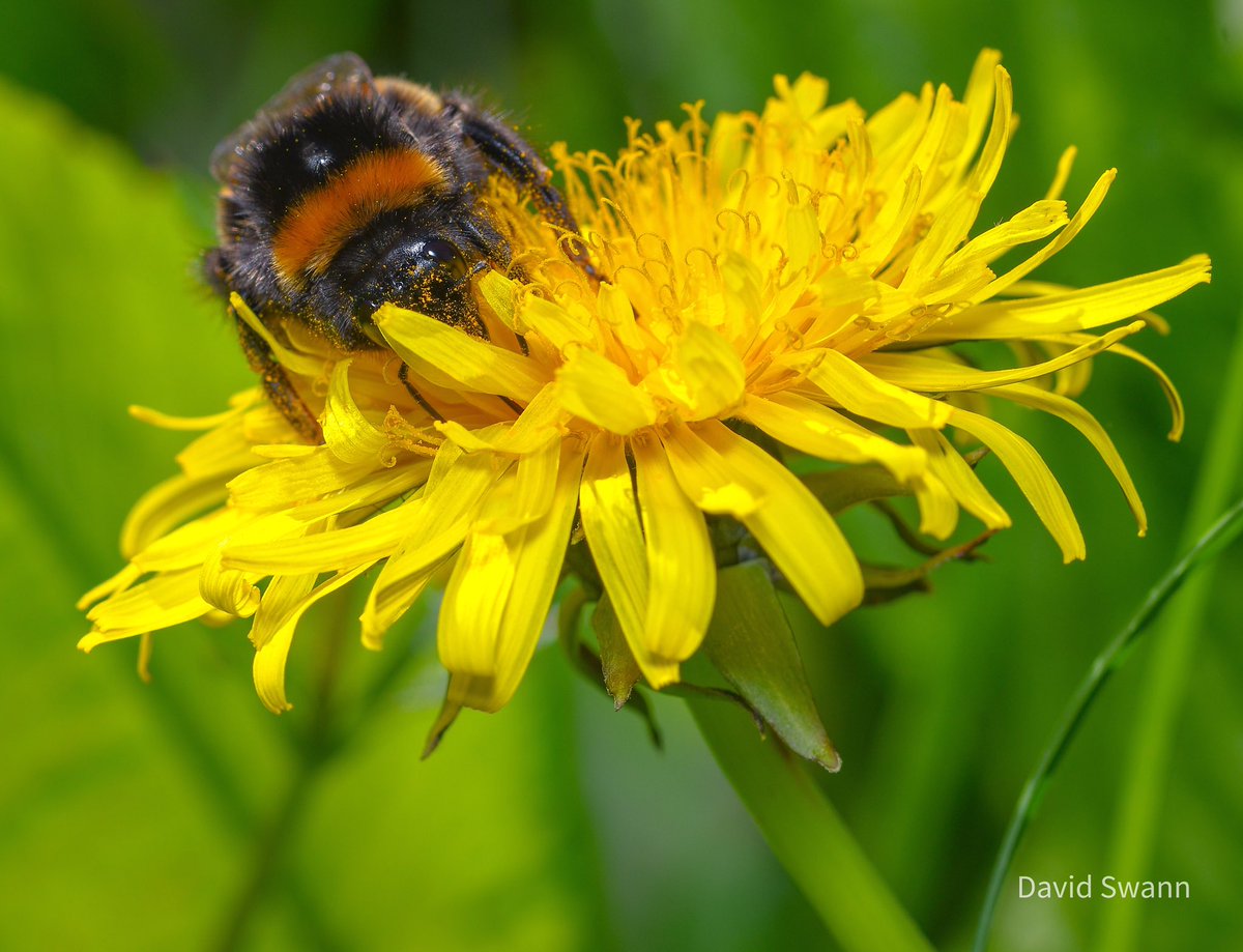 Bumblebee on a Dandelion. @Natures_Voice @NorthYorkMoors @YorksWildlife @WoodlandTrust @ThePhotoHour @MacroHour @wildflower_hour @BSBIbotany @BumblebeeTrust
