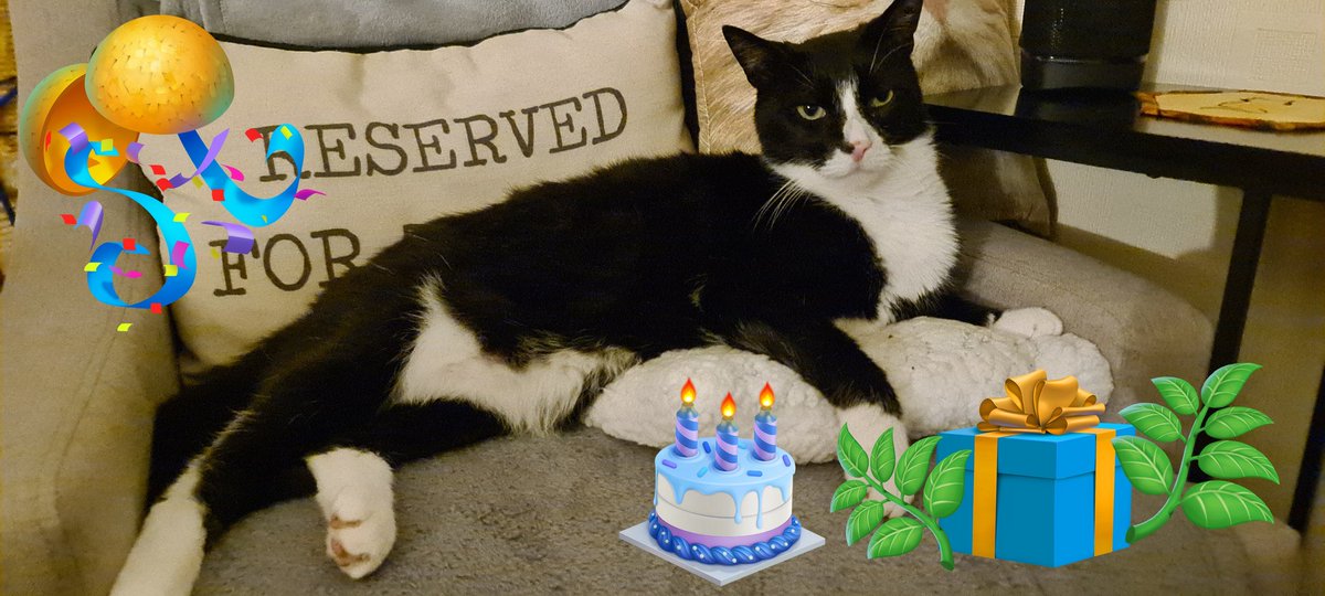 🎉It's my 11th Birthfurday today 🎉 I shall be demanding... err I mean celebrating with snacks of tuna loin & shrimp, catnip dreamies and mum's fresh catnip from the garden 🌱😹🌱
Happy #kittyloafmonday furriends! 😻💜🐾 #MontyMoo 🐾
#CatsOfTwitter #cats #CatsOfX #MondayMood