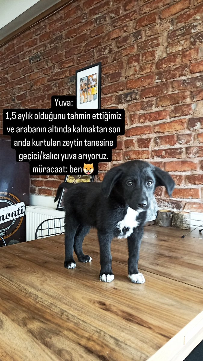 YUVA: 1,5 aylık olduğunu tahmin ettiğimiz ve arabanın altında kalmaktan son anda kurtulan zeytin tanesine geçici/kalıcı yuva arıyoruz. RT please💘