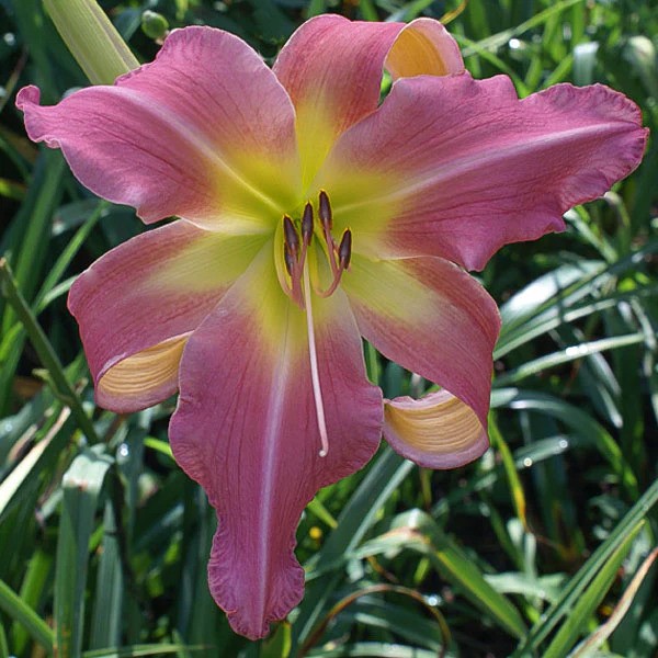 Buy Day Lily Hemerocallis Pink Color Flower Bulb Pack
beejwala.com/products/day-l…

🎁 SPECIAL OFFER: Up to 90% off  
👉 beejwala.com/collections/be…
📦 Dispatch in 1 - 2 Days
#beejwala #DayLily #Lily #DayLily_Pink #FlowerBulb #garden #gardening
