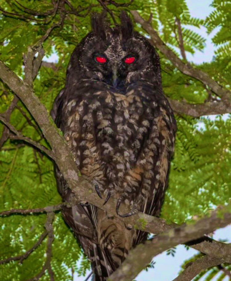 The Stygian owl is so-called after the River Styx in the Greek Underworld. Stygian also means extremely dark, gloomy & forbidding. Almost wholly nocturnal, it is known as the devil’s owl in Brazil, as its eyes glow red when reflected with light. #MythologyMonday #OwlishMonday