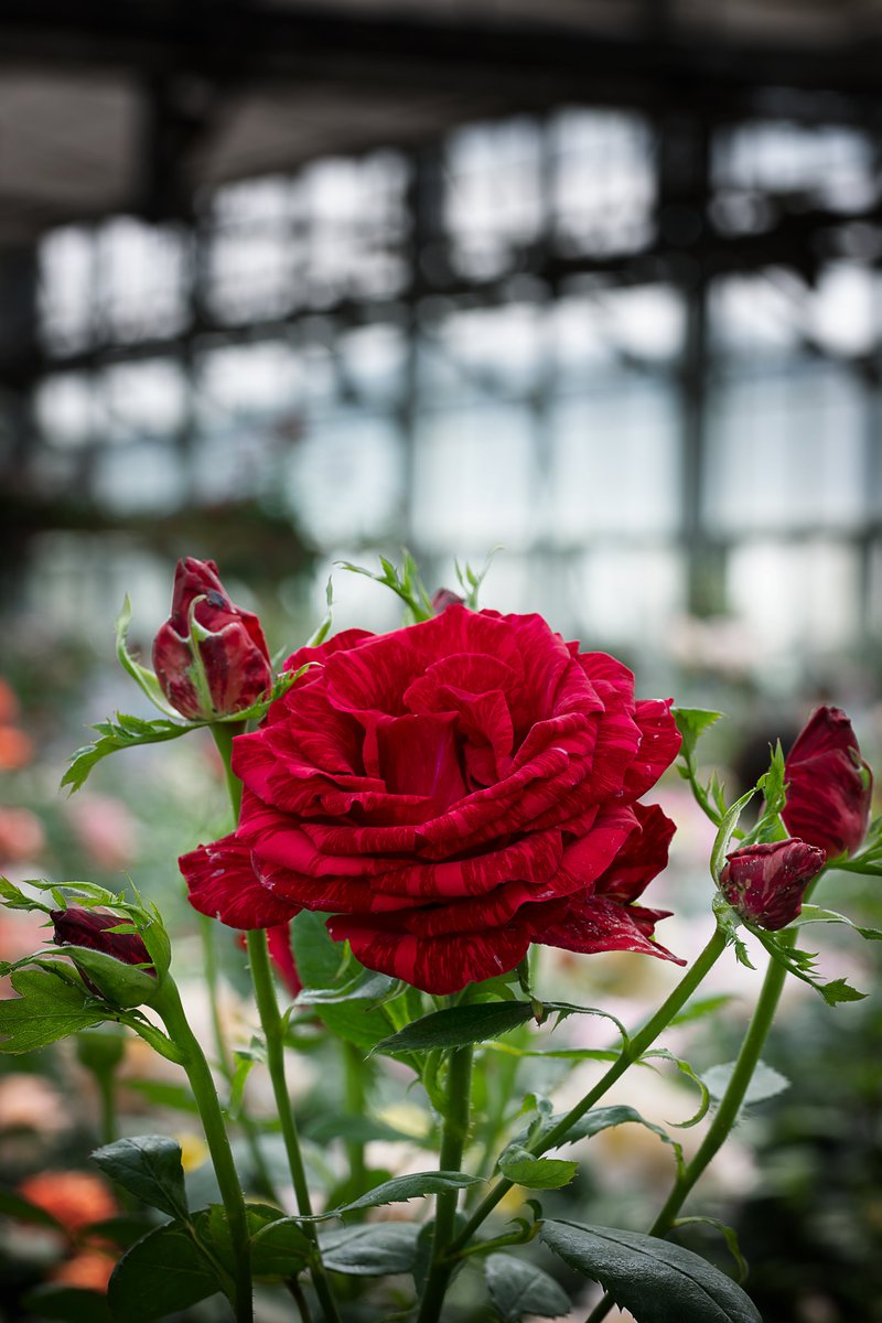 GWもう終わりですね(´・ω・｀)ｼｮﾎﾞｰﾝ #花 #バラ #rose #ファインダー越しの私の世界 #キリトリセカイ #TLを花でいっぱいにしよう #nikonphotography #私とニコンで見た世界