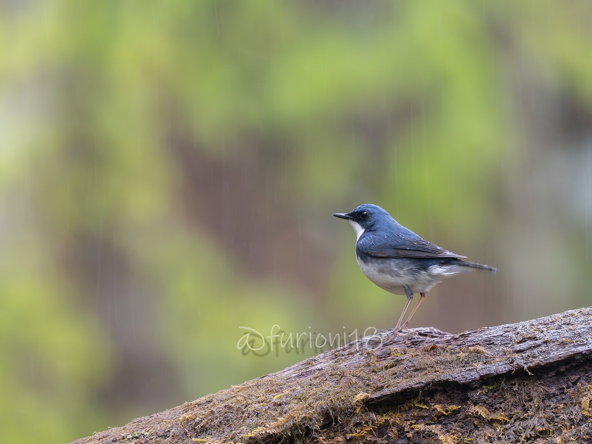 雨はいいぞ＾＾ ＃野鳥　＃野鳥撮影　＃バードウォッチング　＃コルリ　#OMSYSTEM