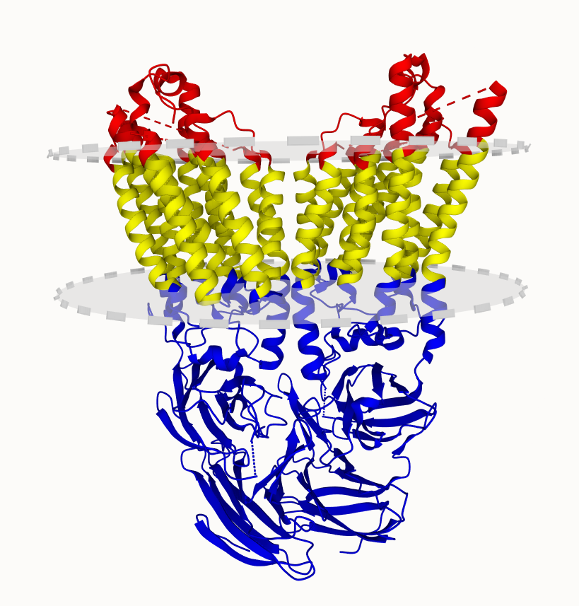 SIDT1 protein. Check this #membrane #protein in the UniTmp database.

pdbtm.unitmp.org/entry/8j6m