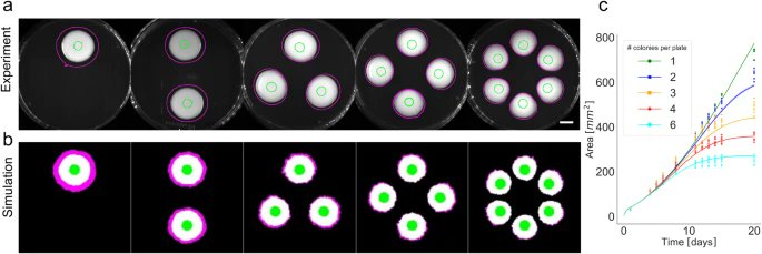 Integrative analysis of yeast colony growth

<a href="/CommsBio/">Communications Biology</a> from <a href="/csikasznagy/">Attila Csikasz-Nagy</a> 

nature.com/articles/s4200…