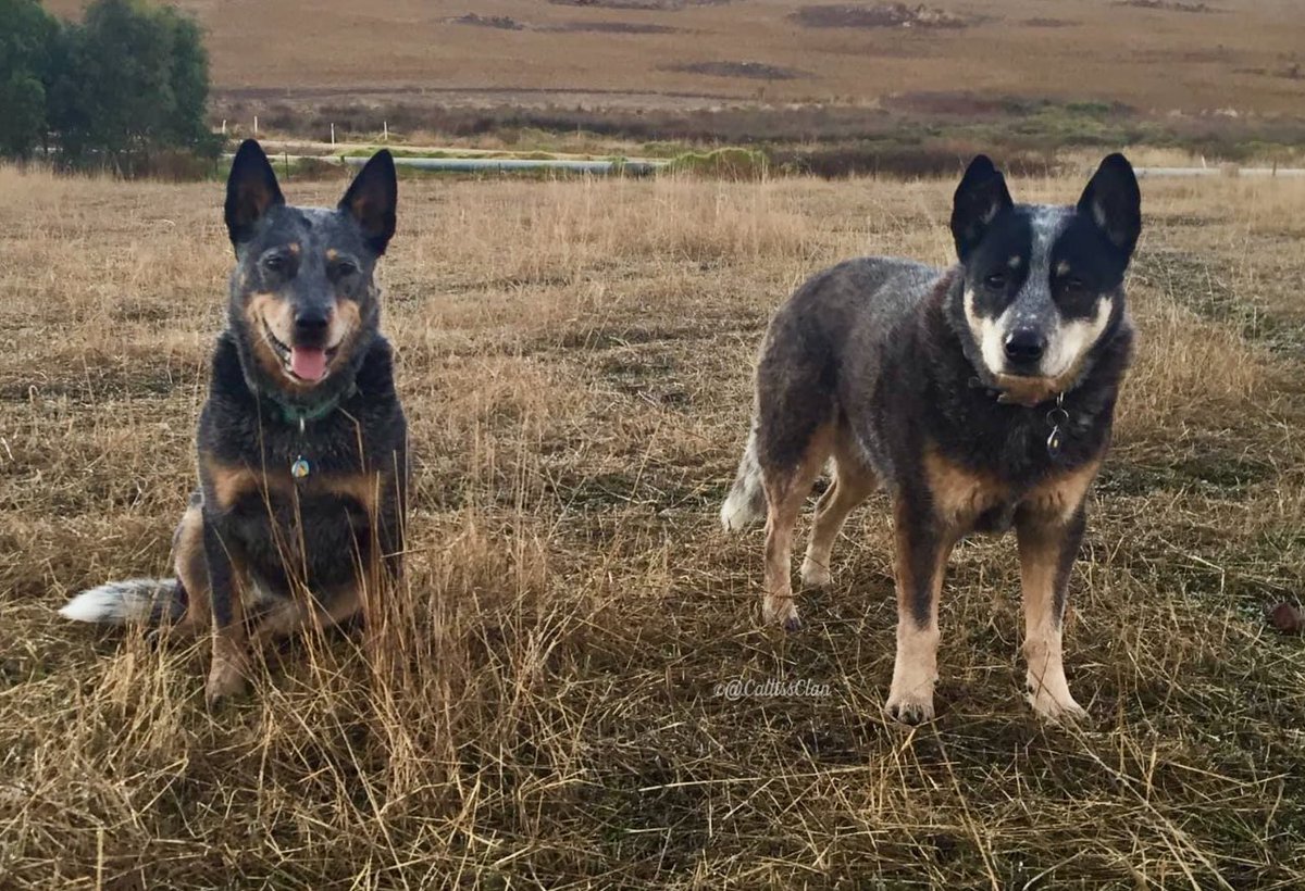 5 years ago today - #Wally & #Matilda 💙🐾