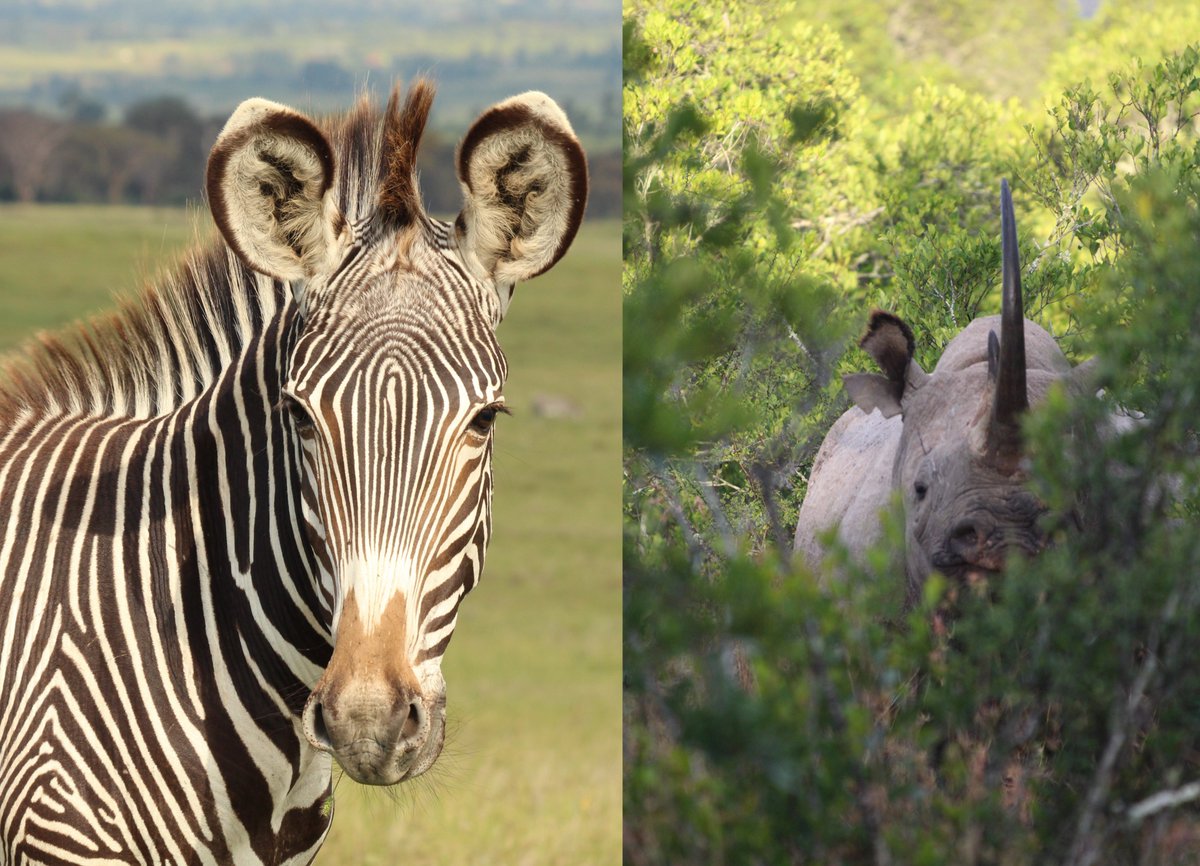 After years of work, I'm thrilled to announce our new open-access paper looking at seasonal changes in the diet and microbiome of black rhino🦏 and Grevy’s zebra🦓, and impact on breeding success 🧵below on the results and implications for conservation nature.com/articles/s4200…
