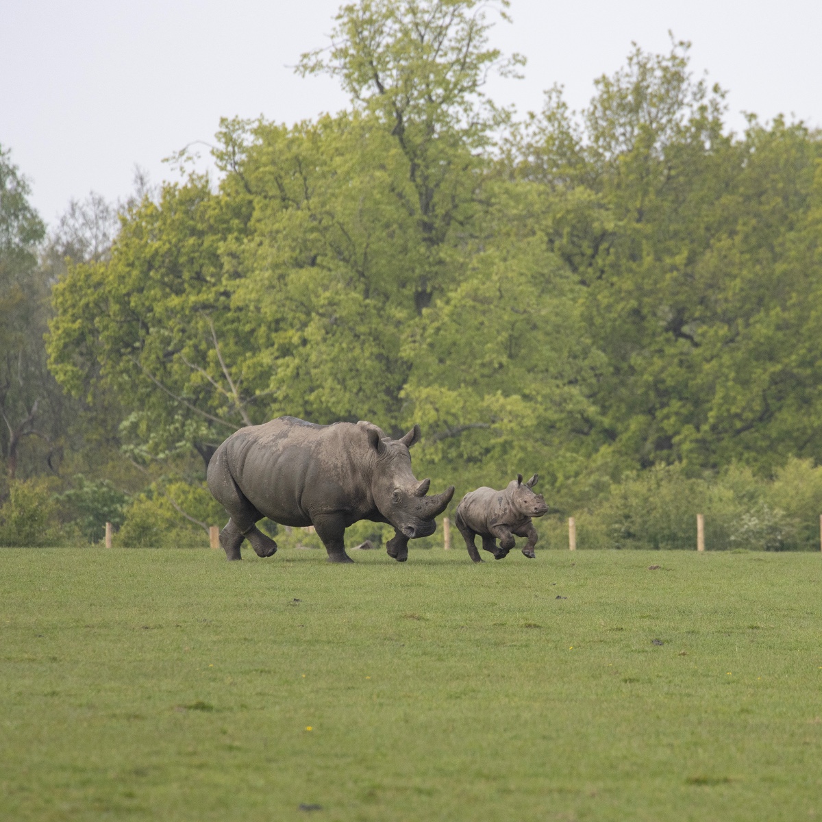 😍 As happy as a baby rhino in mud That's how we feel about the #BankHoliday, join us today with your little ones: brnw.ch/21wJuWn Warning: Expect more adorable baby rhino posts ahead 🤩