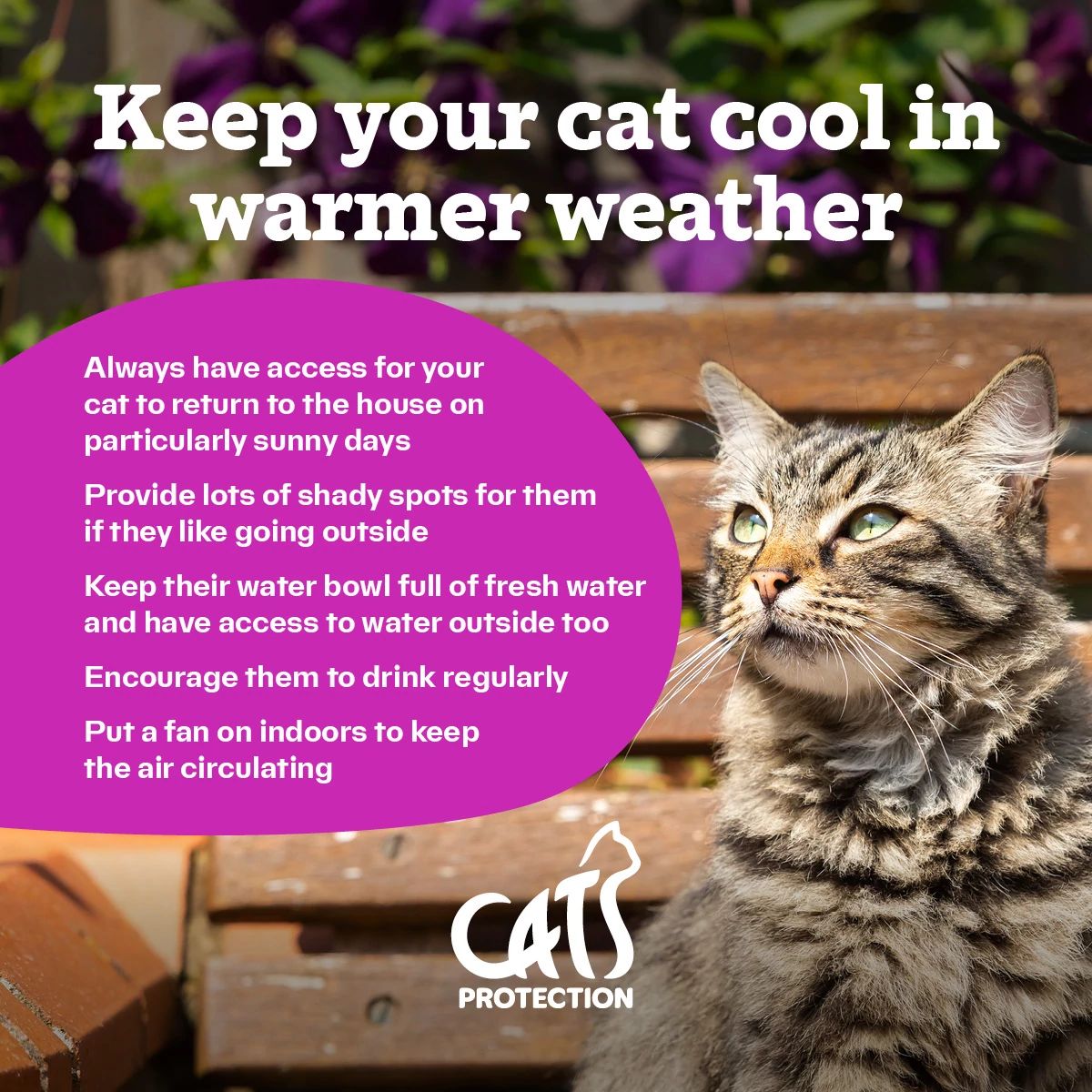 It’s #SunAwarenessWeek! Although our cats love to sleep in a sunbeam, we must ensure we are keeping our cats safe in the sun. Read more advice here: spr.ly/CatsAndWarmerW… ☀️