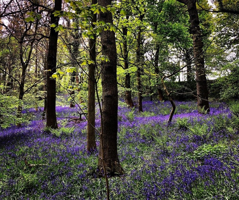 Discover the #MagicofWalking this May, it's National Walking Month and we thought this blog from Toby was worth a reshare as the bluebells are currently blooming 🌳🌼 Follow Toby on his walk through Houghall, Low Burnhall and Croxdale 😍 👉brnw.ch/21wJuUQ