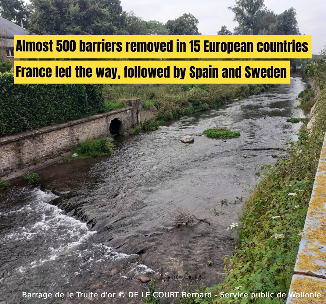 Still celebrating a record-breaking year for #damremovals in Europe (again! 🙌) Almost 500 barriers removed in 15 European countries connecting up to 4300 km of river habitat! Explore the newly released #DRE Report! damremoval.eu/dre-report-202…