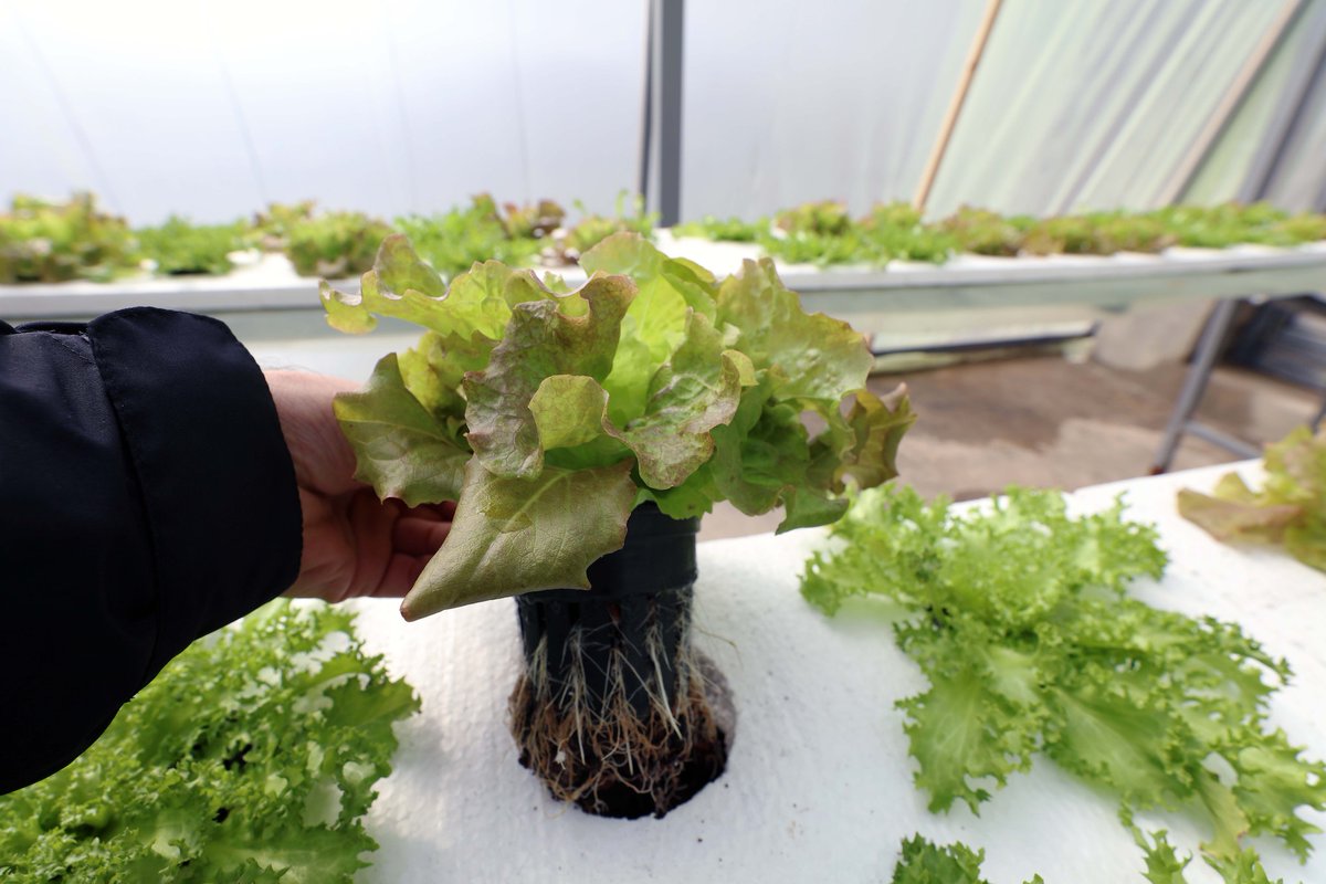 Growing more 🌱 with less 💧 = Climate-smart agriculture ➡️ Hydroponics is a fast, soilless cultivation technique that enables plant growth all year round. @WFP uses hydroponics to help smallholder farmers grow food with 95% less water.