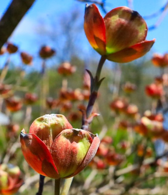 Hi #MacroMonday #macrophotography #dogwood #GardenersWorld #MondayMorning