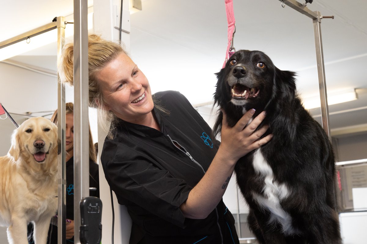Our Level 2 Certificate in Dog Grooming is ideal for those wanting to begin a journey in the dog grooming industry 🐶 Find out more 👇 orlo.uk/7WnCW