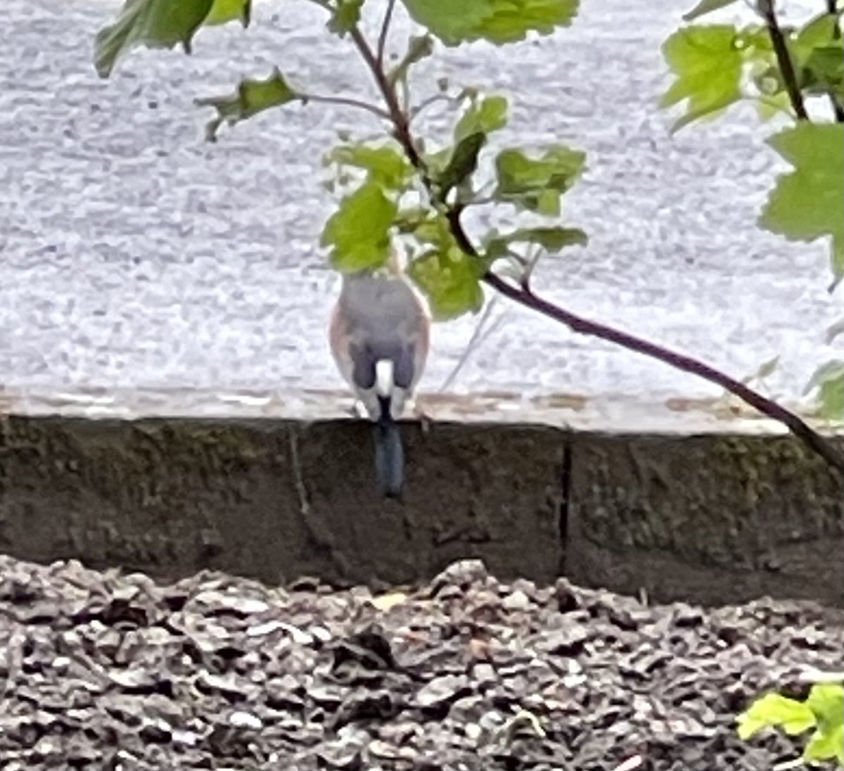 ⁦@EdwynCollins⁩ morning Edwyn, down in Fire seeing an old bass playing pal off last night and spotted a Bulfinch couple in the garden of hotel, can you tell me what the other bird is, much love & respect, Martin xx