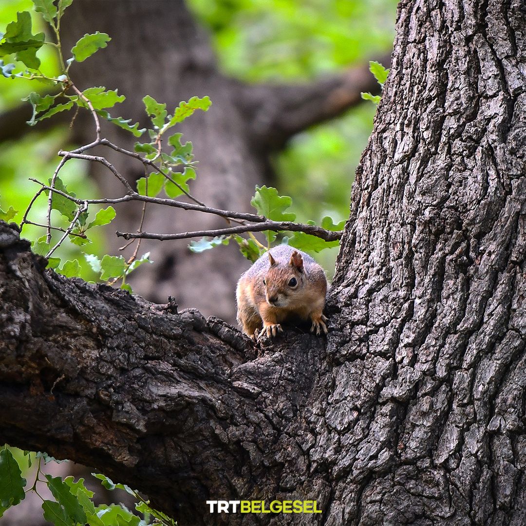 Bursa'daki Balat Atatürk Kent Ormanı'nın sevimli sakinleri 🐿️💖
📸: Saliha Nur Köksal, AA