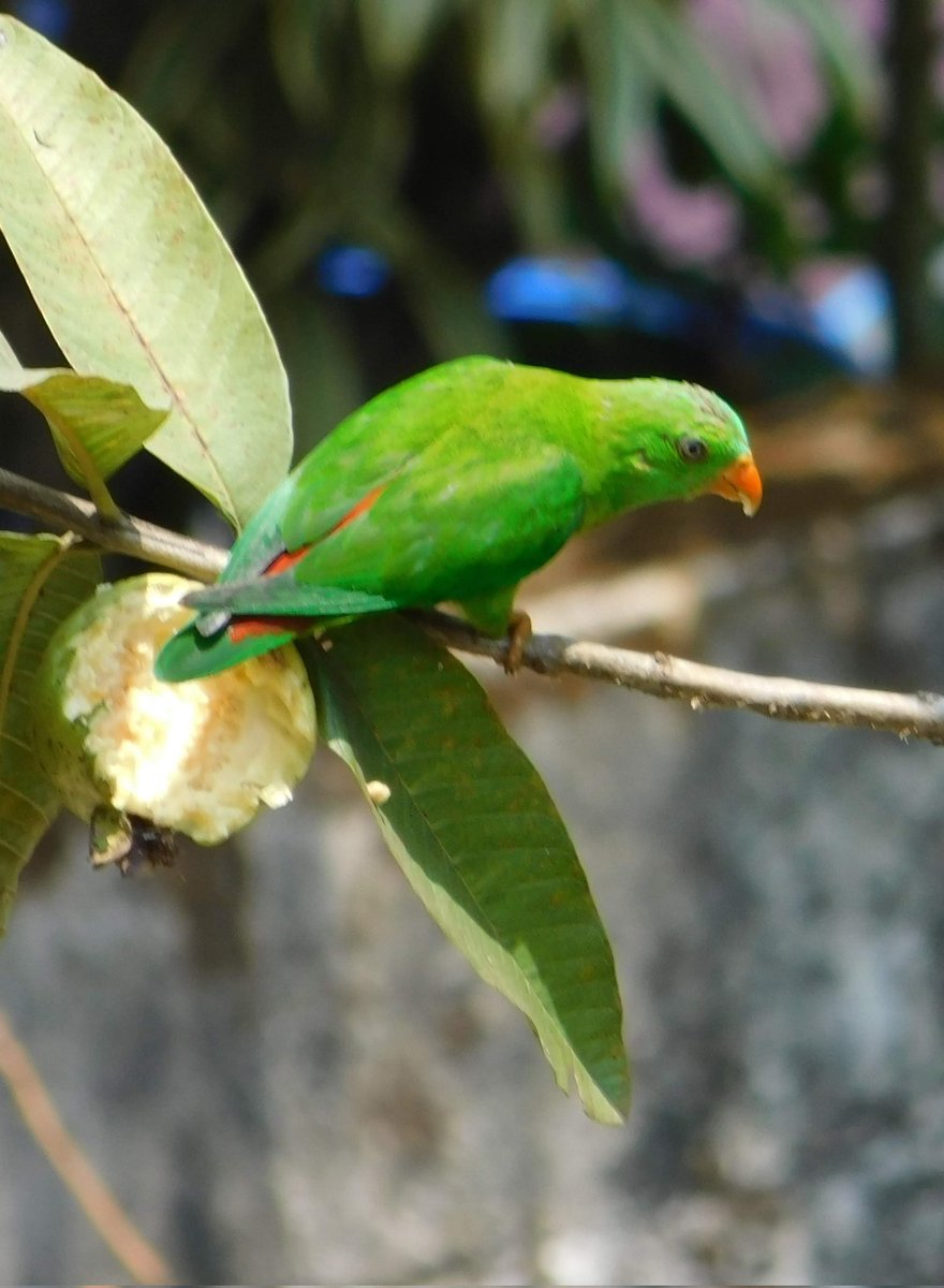 Vernal hanging Parrot #TwitterNatureCommunity #IndiAves #NaturePhotography #BBCWildlifePOTD #NatureBeauty #BirdsOfTwitter #Birds2024