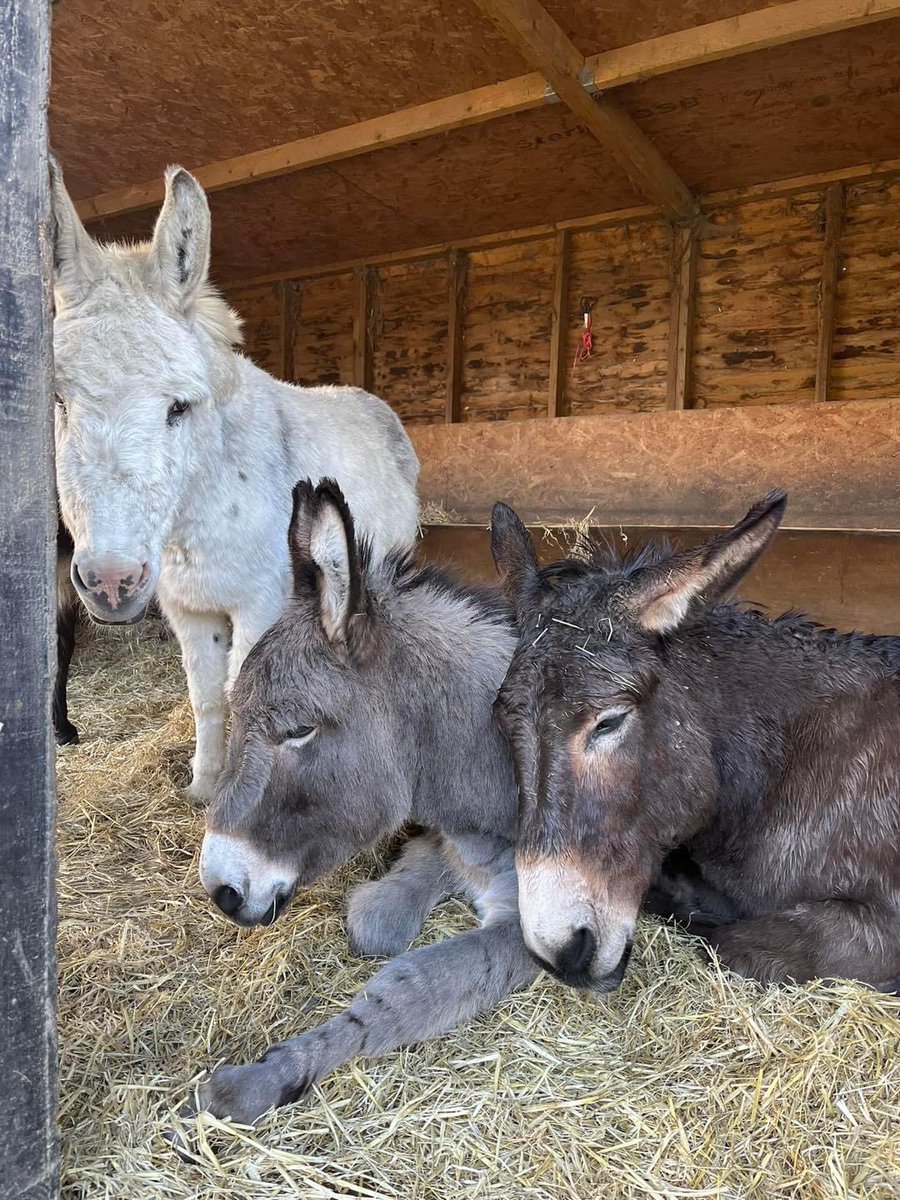 Donkeys of the Day  🤗 #donkey #donkeywelfare #donkeys #Eeyore #Ilovedonkeys  #donkeyrescue #donkeylife #donkeysanctuary #haven #donkeyhaven #donkeylove #donkeyphotography Photo credit: Hayling Island Donkeys