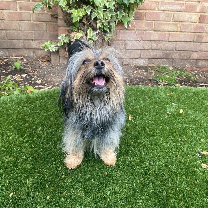 Tilly wants to wish you a very happy Monday and hopes you're enjoying the #BankHoliday. She's feeling very proud of herself as she's been gaining lots of confidence since arriving a few weeks ago! We're excited to help Tilly find a loving home. 💜 themayhew.org/dogs/tilly/.