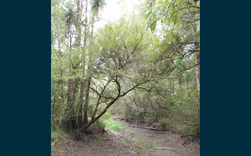 Here's some news for those passionate botanists among us. Ecologist Rowan Hindmarsh-Walls has made an intriguing and unexpected find at Brown River Scenic Reserve – a single sapling of what looked like Coprosma pedicellata near the reserve's oxbow wetland tehoiere.org.nz/news-events/ne…