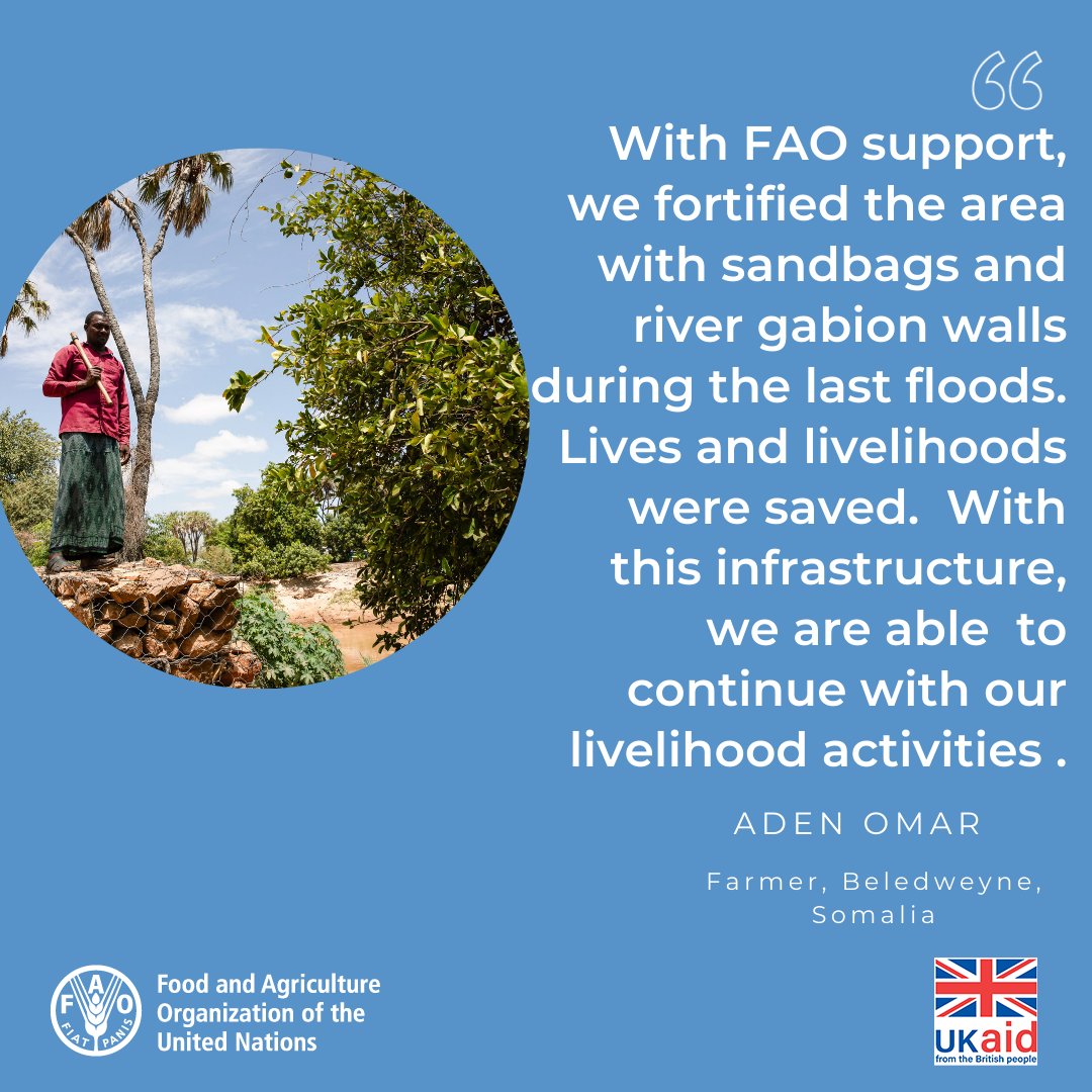 Recent floods in #Somalia wreaked havoc, but swift anticipatory actions supported by @UKinSomalia made a difference. Farmer Aden Omar emphasizes the importance of #earlywarning and flood defense infrastructure in safeguarding lives and livelihoods.