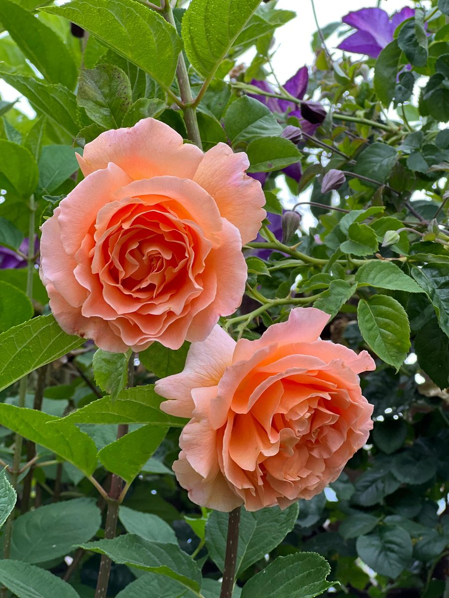 wellersonte's tweet photo. "Wishing you a morning as beautiful as these flowers." https://t.co/Ln9sfjXLgX