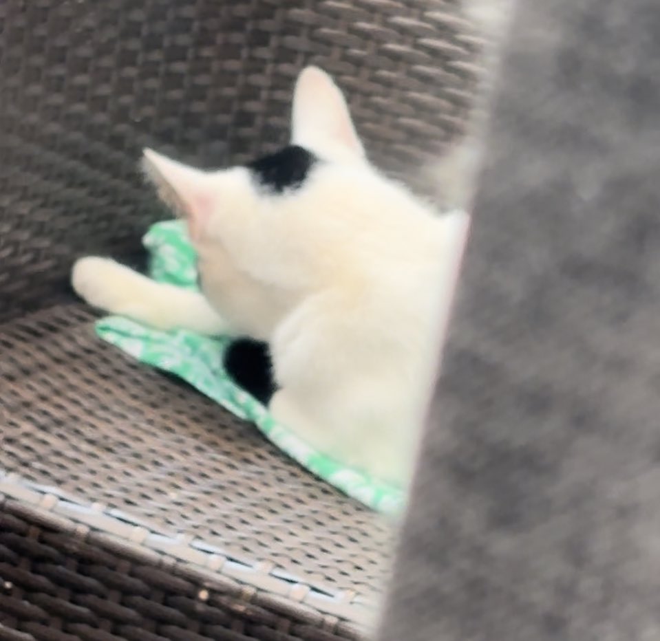 rattycastle's tweet image. Please can you just make this #catflap into the office a little wider 👀👀🐈‍⬛🐈‍⬛🐈‍⬛ because I too love dreamies  love Spot 😂