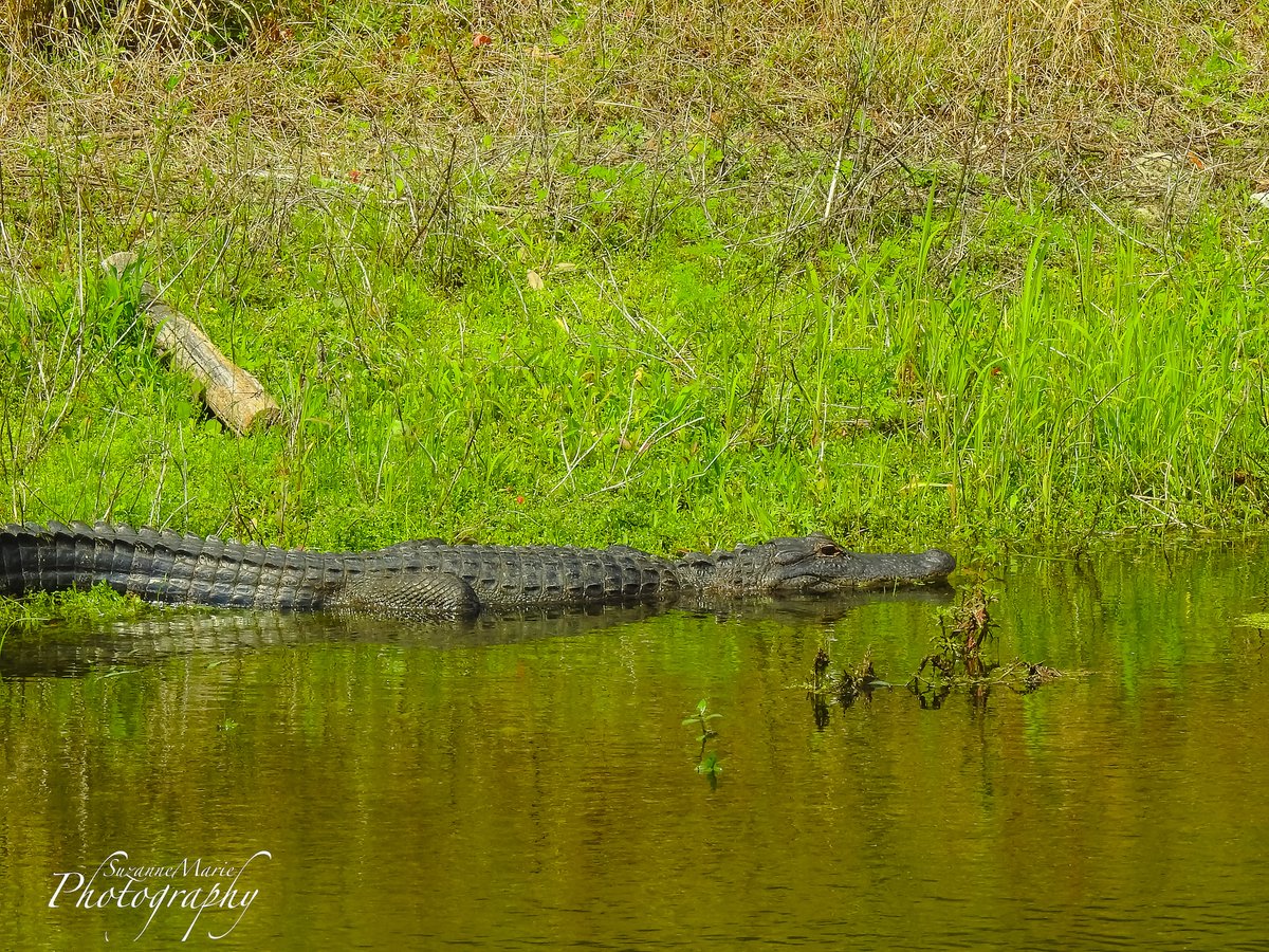 Alligator in my backyard pond.

#wildlife #birdphotography #wildlifephotography #photography #naturelovers #photooftheday #photographer #florida #plantcity #tampa #wildlifephotographer #naturephotography #animalphotography #wildlifephoto #wildlifeplanet #alligator