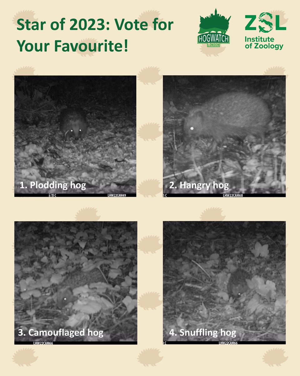 We've had the difficult decision of shortlisting our favourite hedgehog photos from the 2023 survey season! Vote for your 🌟 hedgehog in the poll below 👇 #HedgehogWeek @hedgehogsociety @PTES @ZSLScience @OfficialZSL