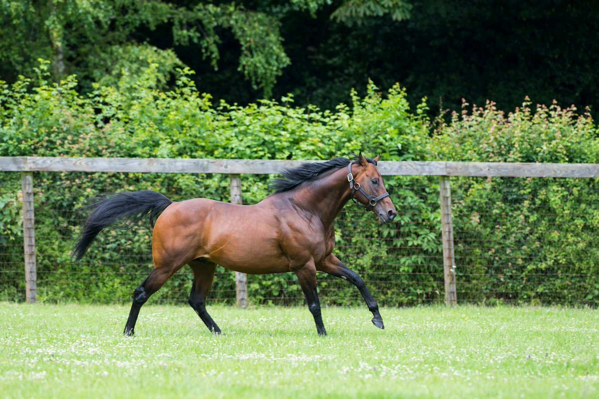 ELMALKA (GB) takes Classic honours to become the 11th Gr.1 winner by world-leading stallion KINGMAN (GB). His progeny have now won 20 Gr.1 races, including: 🇬🇧 1000 Guineas & St James’s Palace Stakes 🇫🇷 Poule d’Essai des Poulains 🇯🇵 NHK Mile Cup 🇦🇺 VRC Oaks 🇺🇸 Hollywood Derby