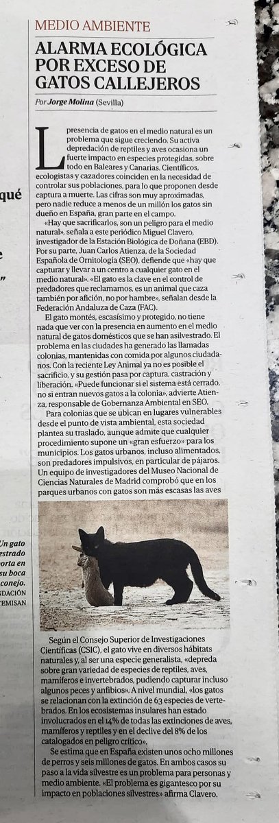 El problema de los gatos sueltos…