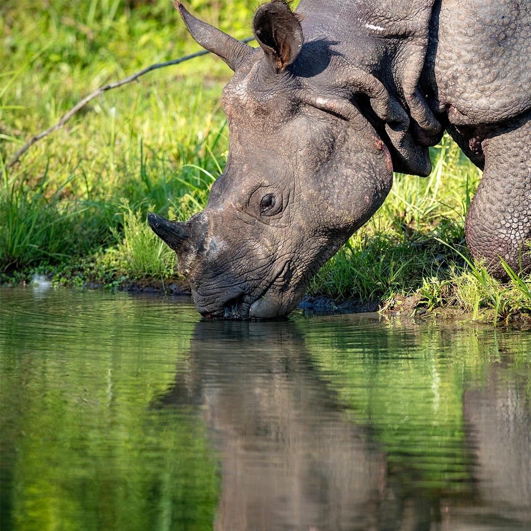 Wildlife🇳🇵
Rhino drinking water 

#WildlifeEncounter #NatureMoments #RhinoSighting #SafariAdventures

📷rhinosirf