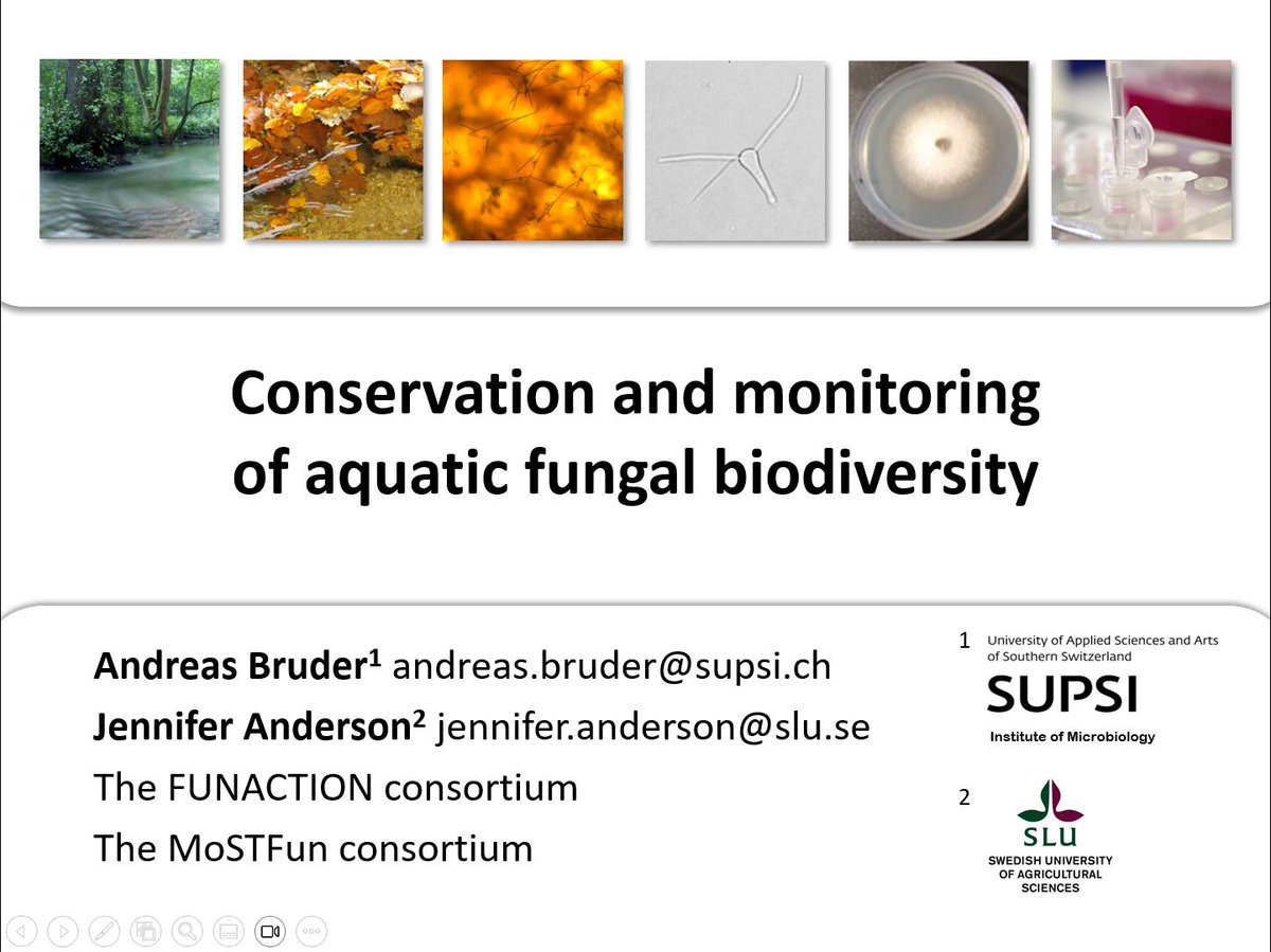 #FUNACTION and @MoSTFun_EU will be featured in @andibruder talk 'Conservation and monitoring of aquatic fungal biodiversity'.

@SILcongress Tuesday at 14:15 local time.

#aquaticfungi #conservation #monitoring #SIL2024 #fungi #MoSTFun