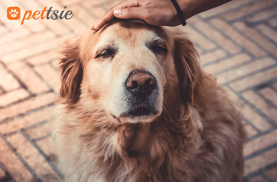 Let's explore the joys and challenges of living with senior dogs. 🐶🩷

👉pettsie.com/blogs/blog/the…

#pettsie #dogcollar #seniordog #dogcollars #ilovedogs #cutedog