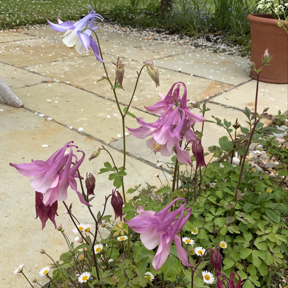 Self-sown Aquilegia doing a splendid job of #CheeringUpMondays - it’s a rainy bank holiday - of course! Have a good day everyone, take care, stay safe. #BankHolidayWeekend #GardeningTwitter @loujnicholls @kgimson