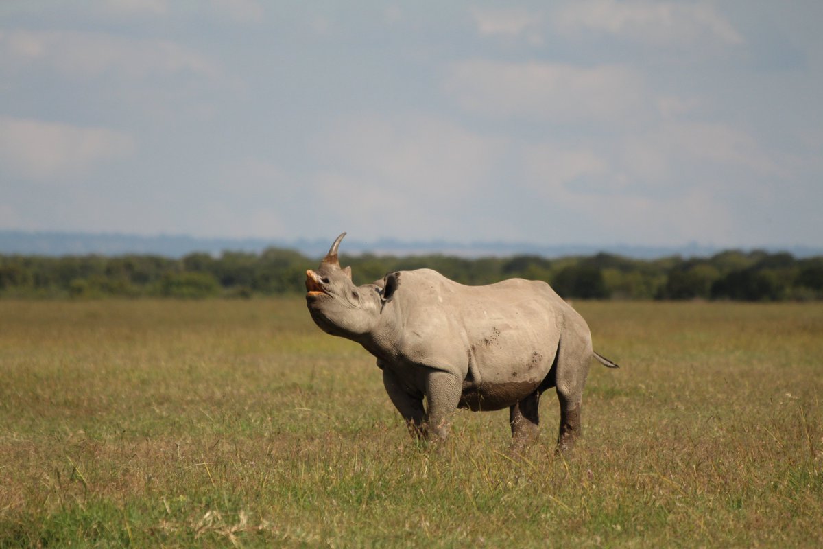 Methods! Using dung sampling 💩 and DNA metabarcoding we studied two Kenyan IUCN Red List Critically Endangered savanna herbivores with different foraging strategies; the eastern black rhino (Diceros bicornis michaeli) and Grevy’s zebra (Equus grevyi)